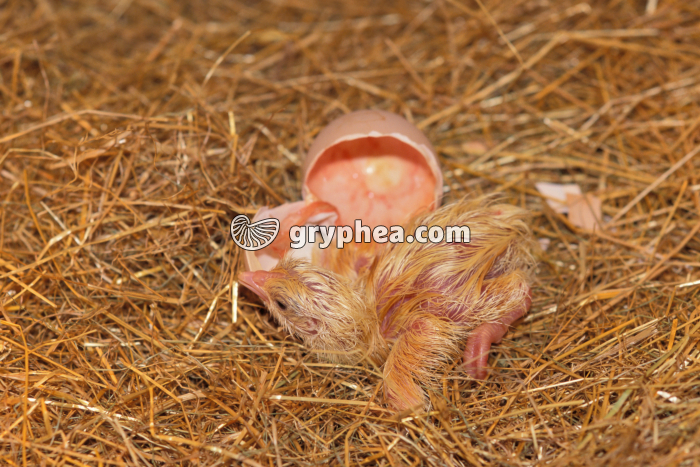 Poussin - Eclosion de l'oeuf (5) - gryphea.com